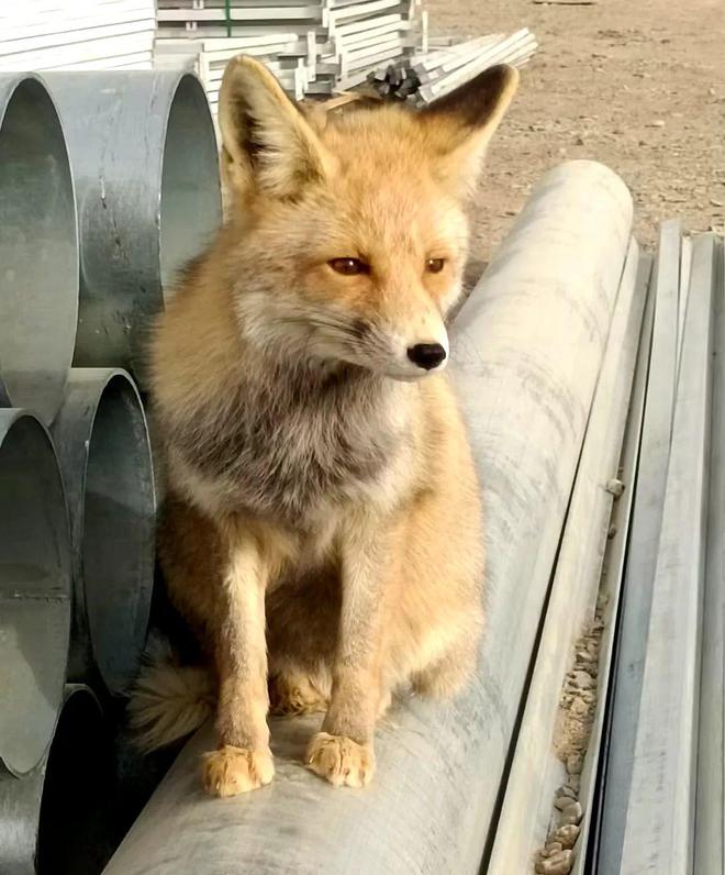 重点开云 开云体育工程一线行丨奋斗不负建设者这里的故事讲不完(图5) 重点开云 开云体育工程一线行丨奋斗不负建设者这里的故事讲不完(图5)