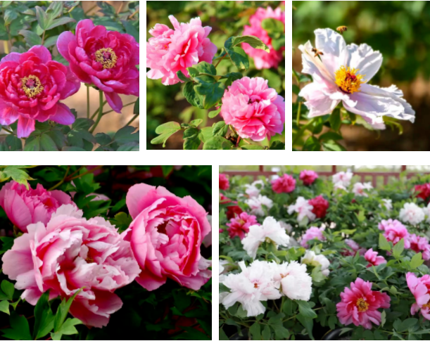 Kaiyun 开云青岛国际牡丹产业园项目获评“山东省工程建设泰山杯奖”二等奖(图3)