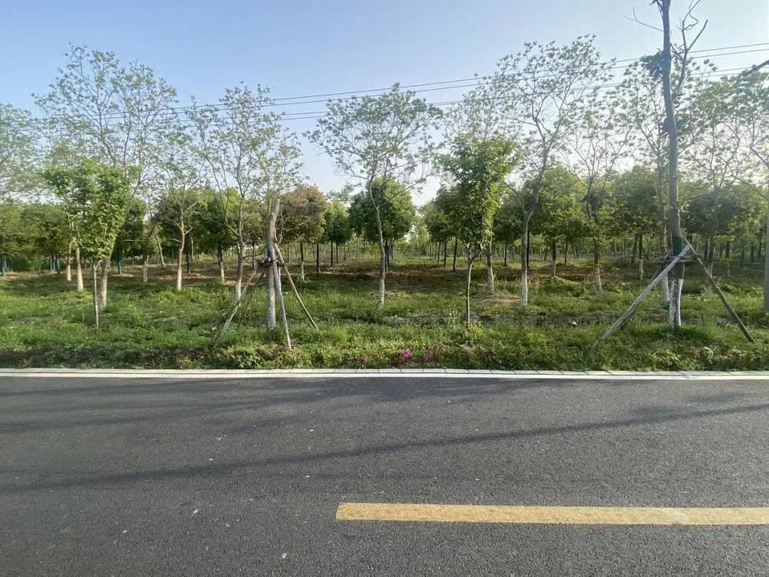 青浦这个村道路完成改造民生Kaiyun 开云工程秒变“幸福工程”(图5)