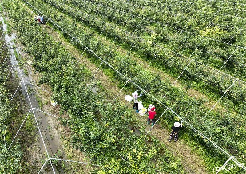 江苏24小时·滚动推送｜沭阳县：宿连高速公开云体育 Kaiyun.com 官网入口路工程项目建设快速推进(图2)