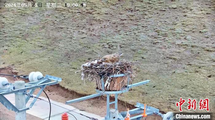 开云 开云体育官网青海绿色电网赋能生物多