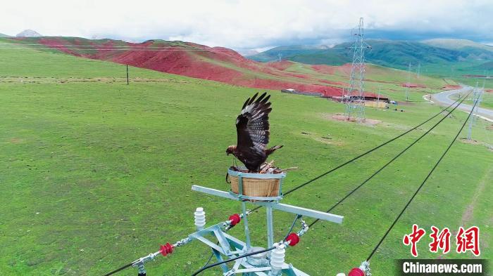 开云 开云体育官网青海绿色电网赋能生物多样性保护(图2)